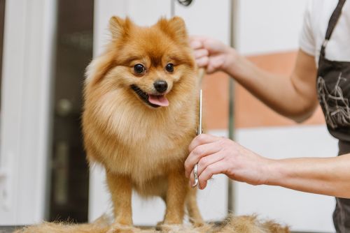 Pflege von Hunden Spitz Pomeranian in der Kabine