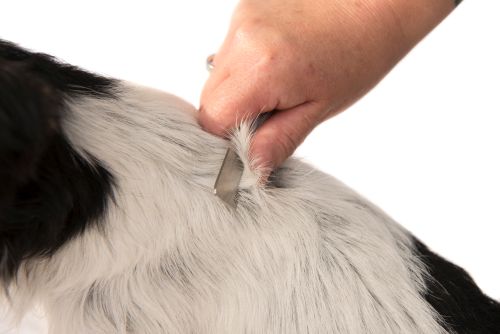 Hund trimmen - grooming