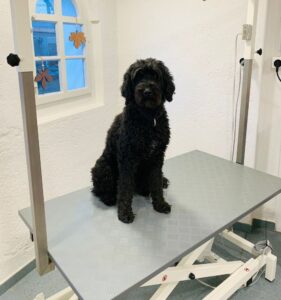 Hund auf dem Frisiertisch im Hundesalon PfoteChäller – professionelle Fellpflege in Auw.