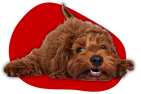 Brauner Labradoodle-Hund liegt am Boden auf rotem Hintergrund