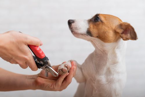 Ohren- und Krallenpflege beim Hund
